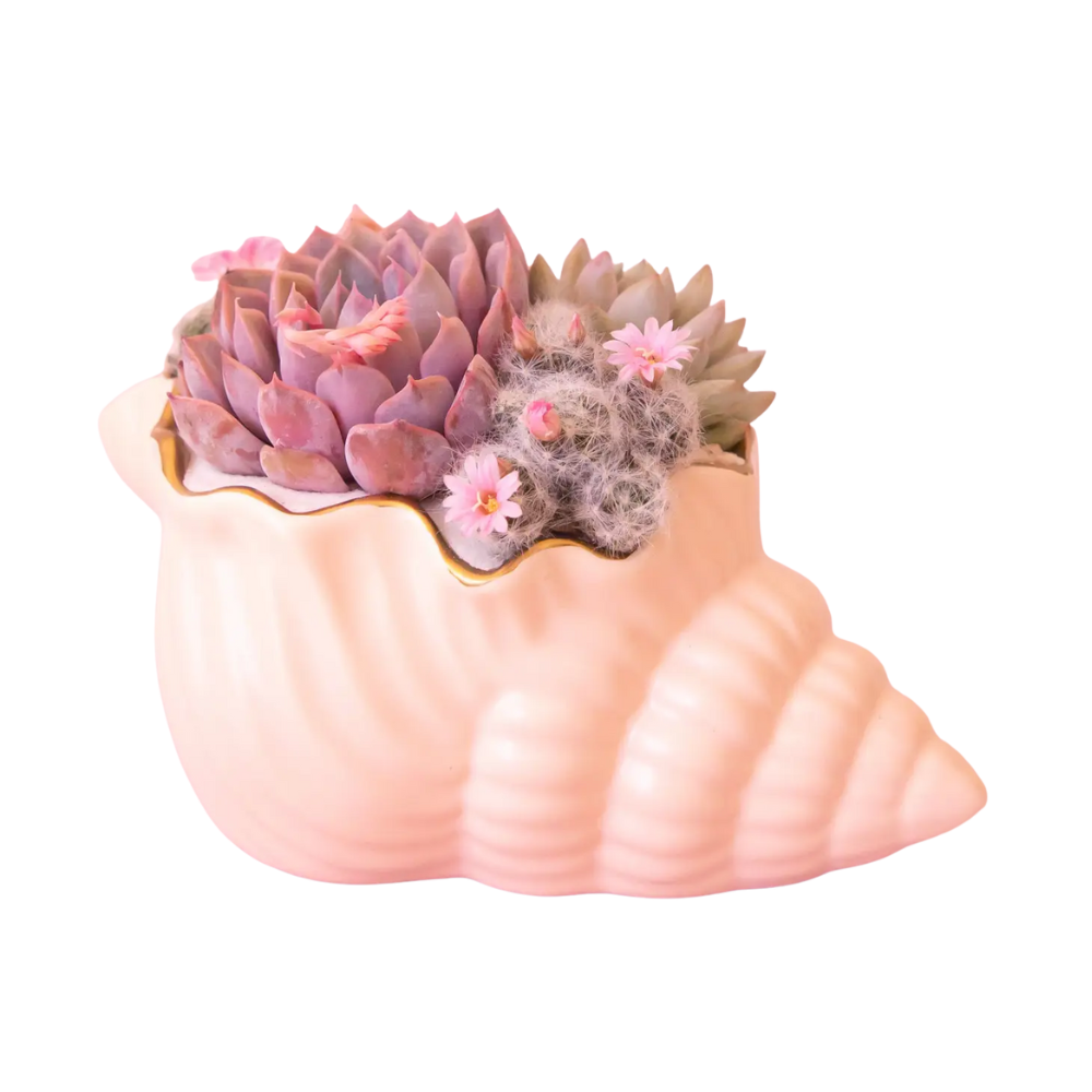Siren Shell Planter