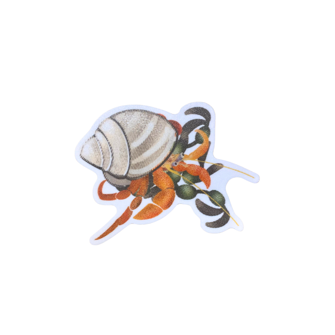 Hermit Crab Sticker