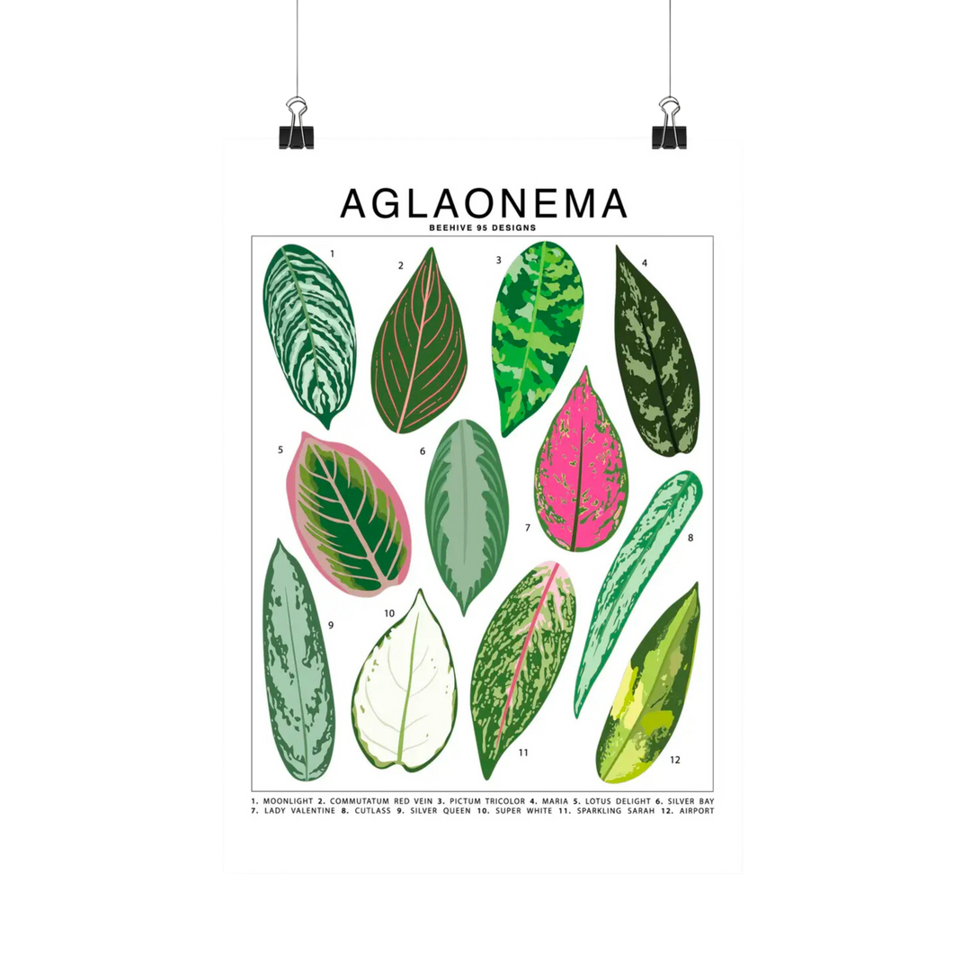 Aglaonema Species Id Chart - Botanical Houseplant Art Print