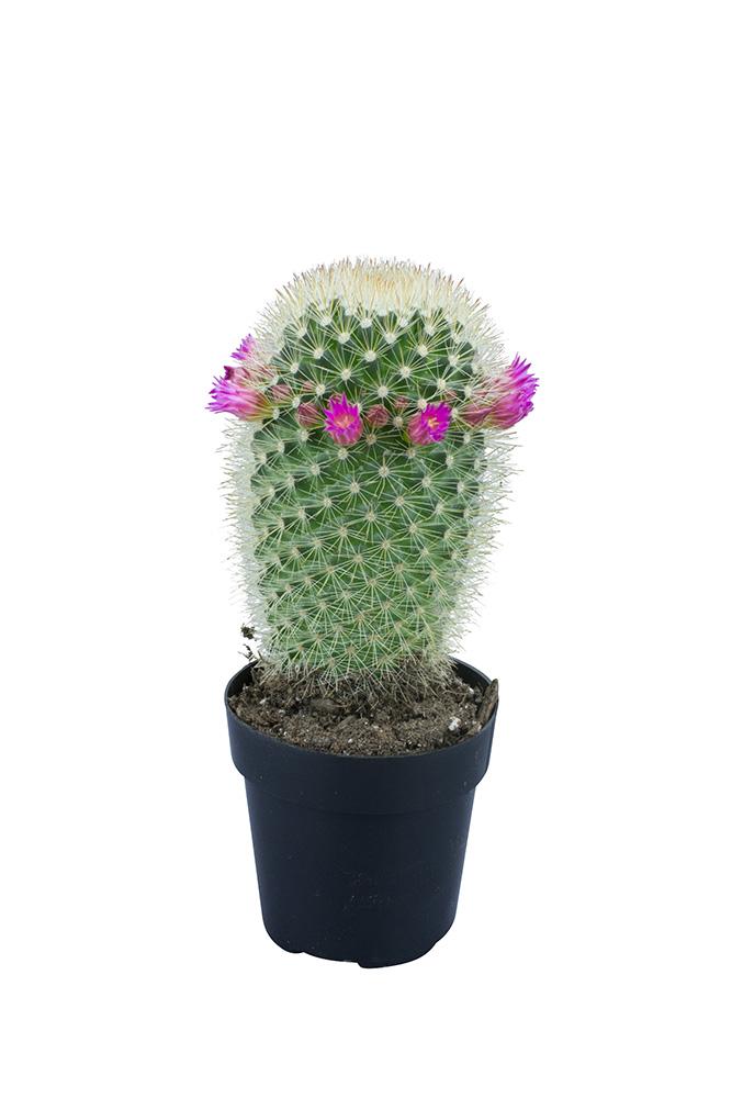 Mammillaria pilcayensis "Bristle Brush" - 2.5"