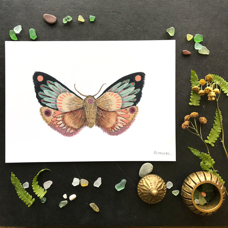 Collector: Moth 10 - Art Print