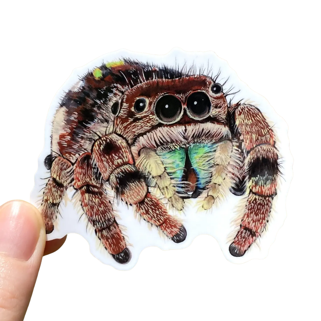 Jumping Spider Vinyl Sticker