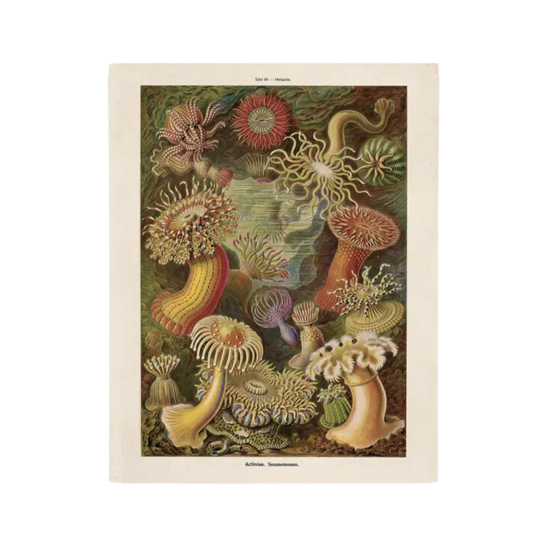 Vintage Haeckel Sea Anemone Print