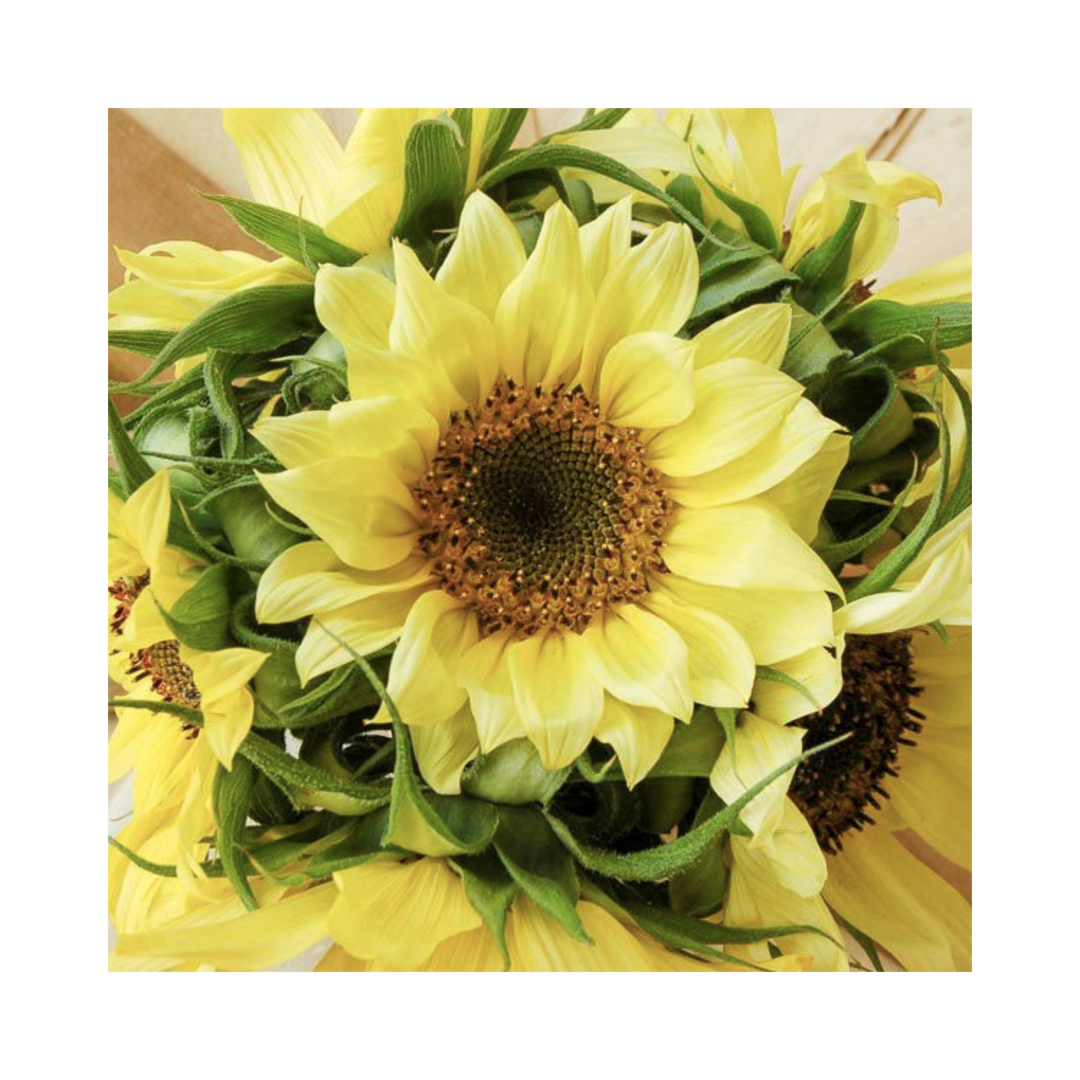 Lemon Queen Sunflower 1/16 oz.