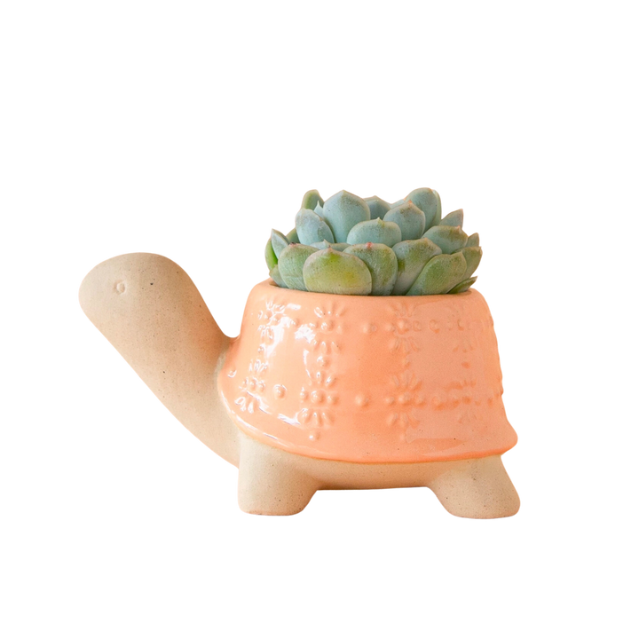 Turtle Planter - Sunset