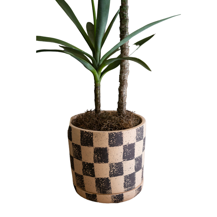 Checkered Clay Planter with Tray