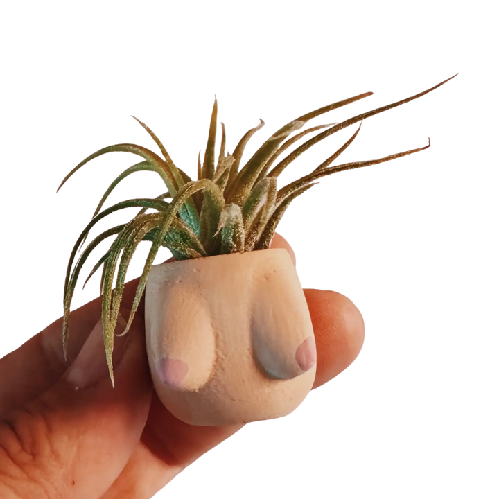 Mini Plant Pot with Air Plant