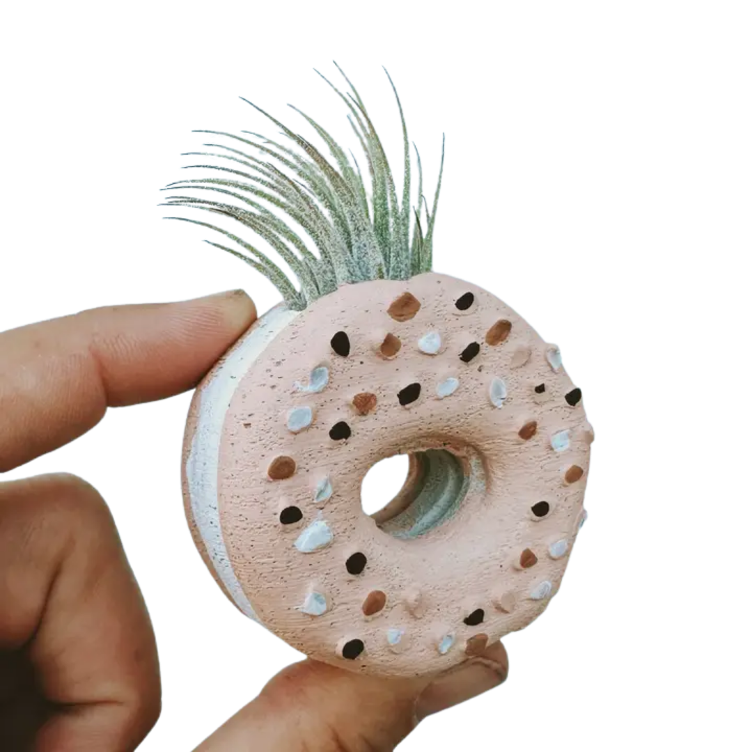 Mini Plant Pot with Air Plant
