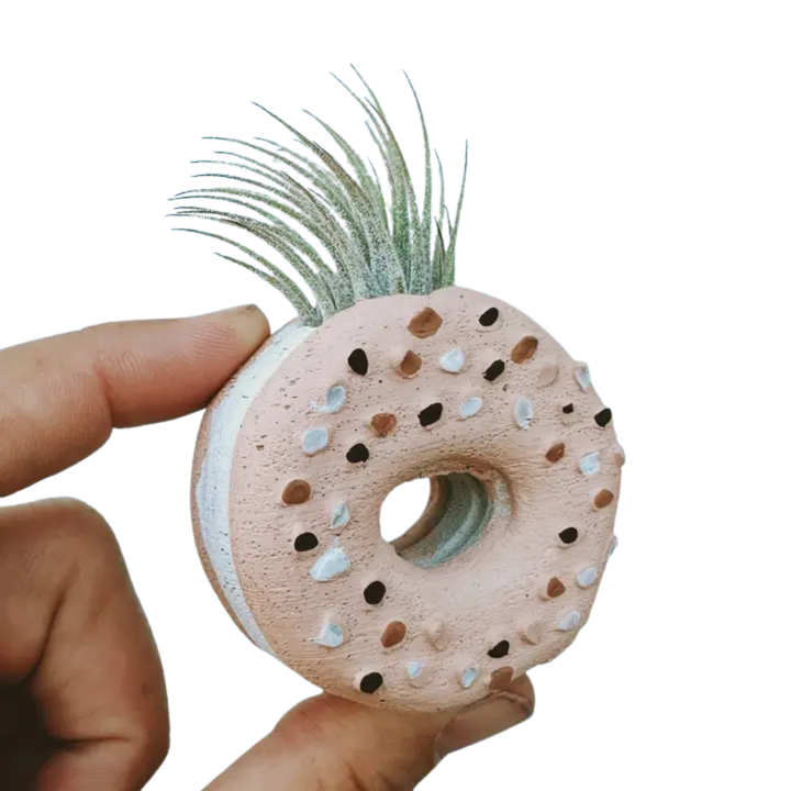 Mini Plant Pot with Air Plant
