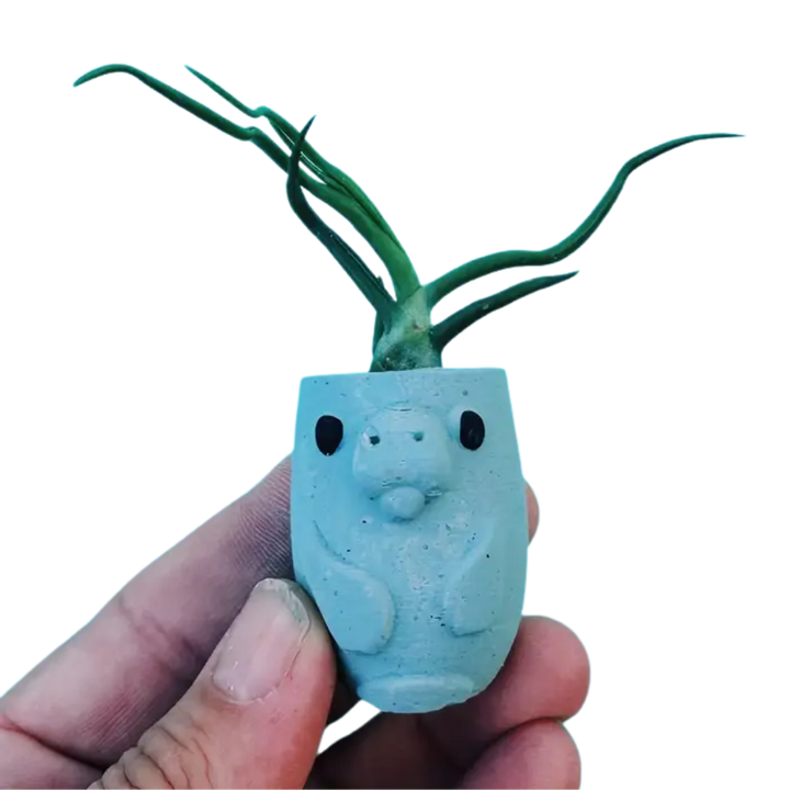 Mini Plant Pot with Air Plant