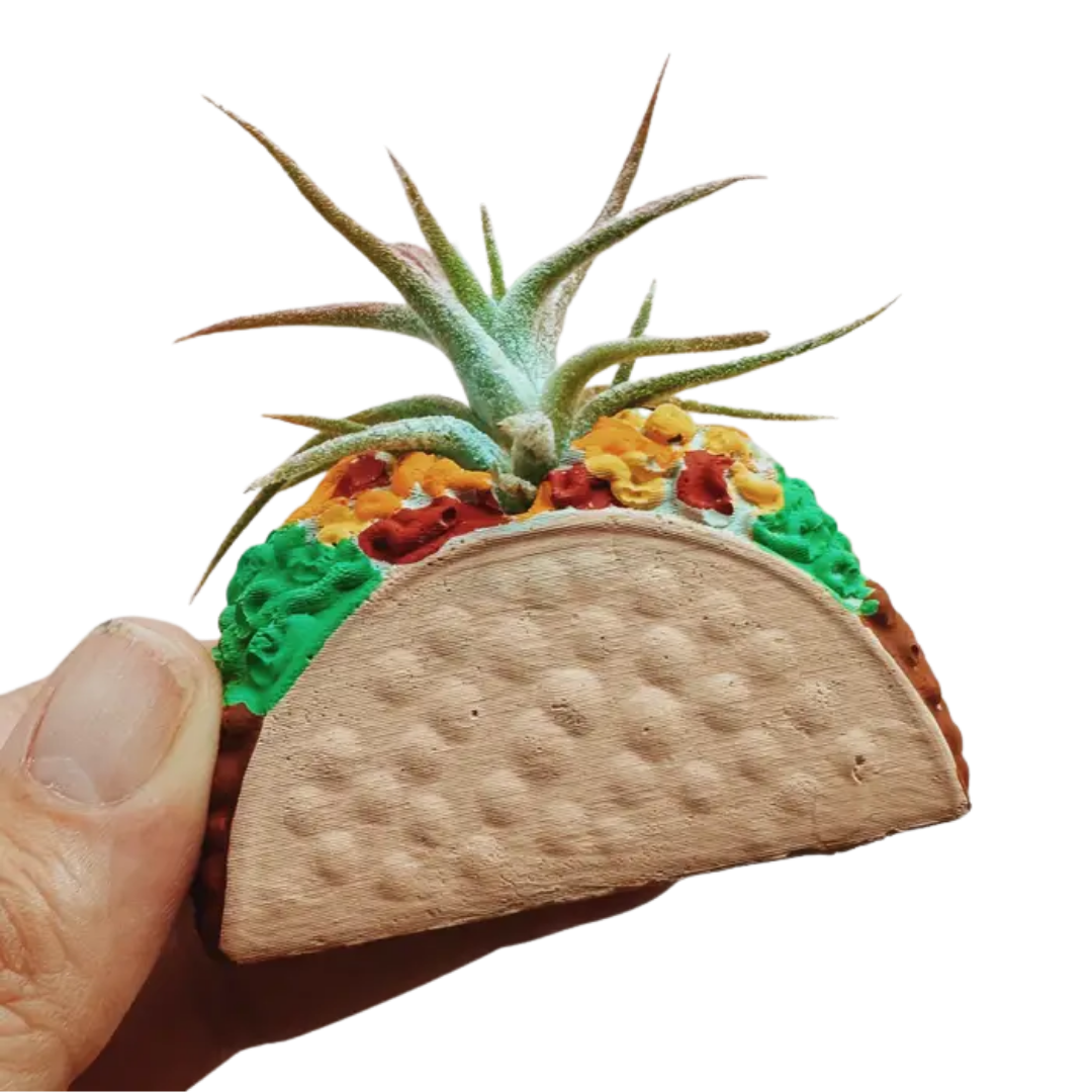 Mini Plant Pot with Air Plant