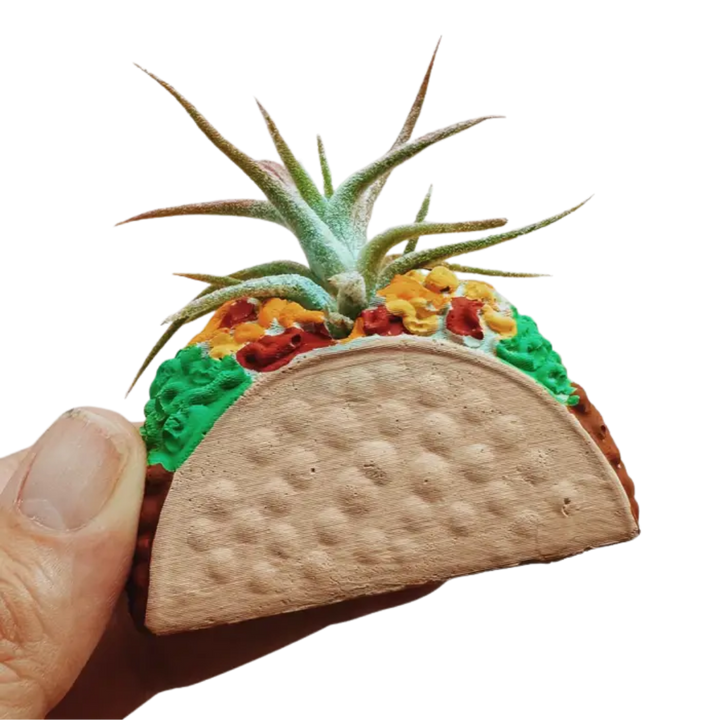 Mini Plant Pot with Air Plant