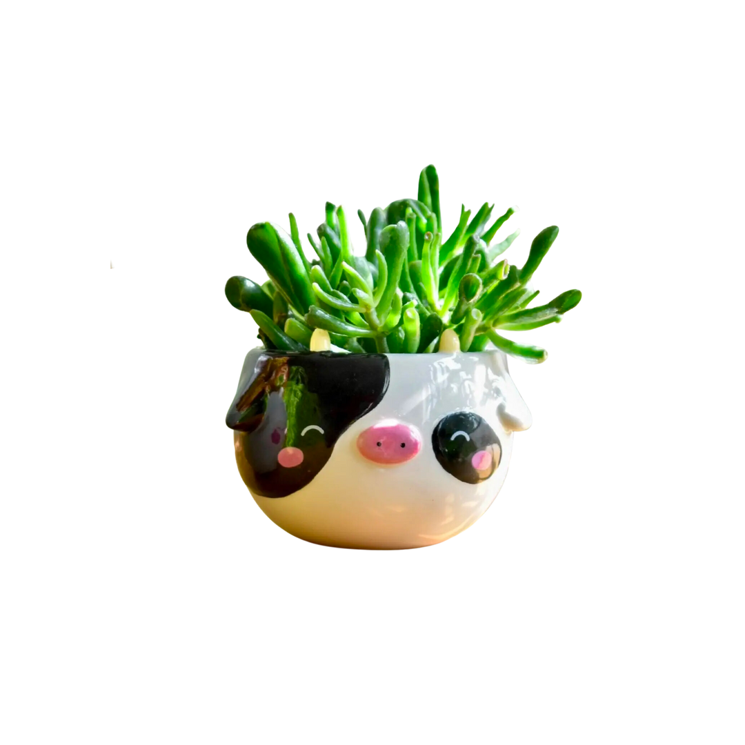 Cow Planter
