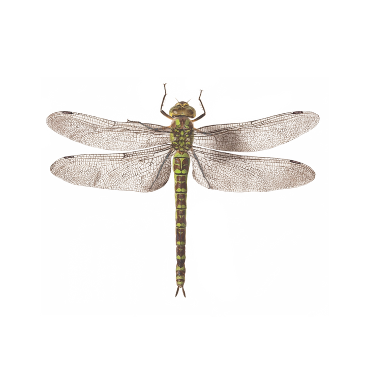 Dragonfly Tattoo Pair