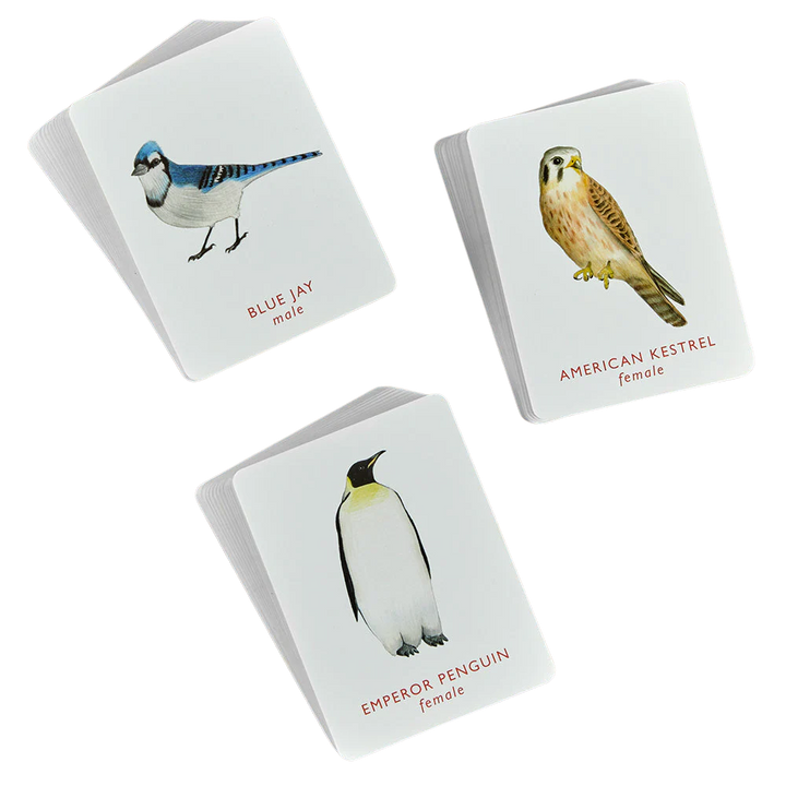 Match A Pair of Birds Memory Game