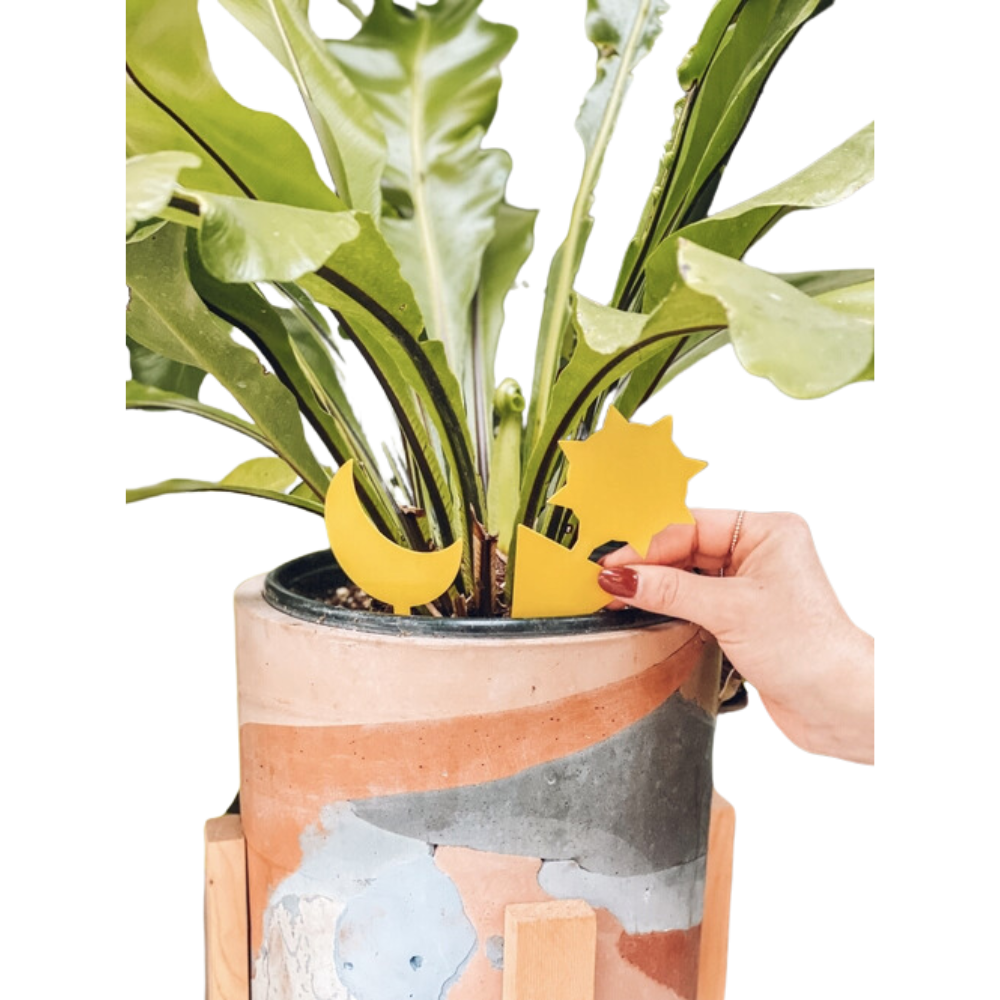 Sticky Traps for Indoor Houseplants