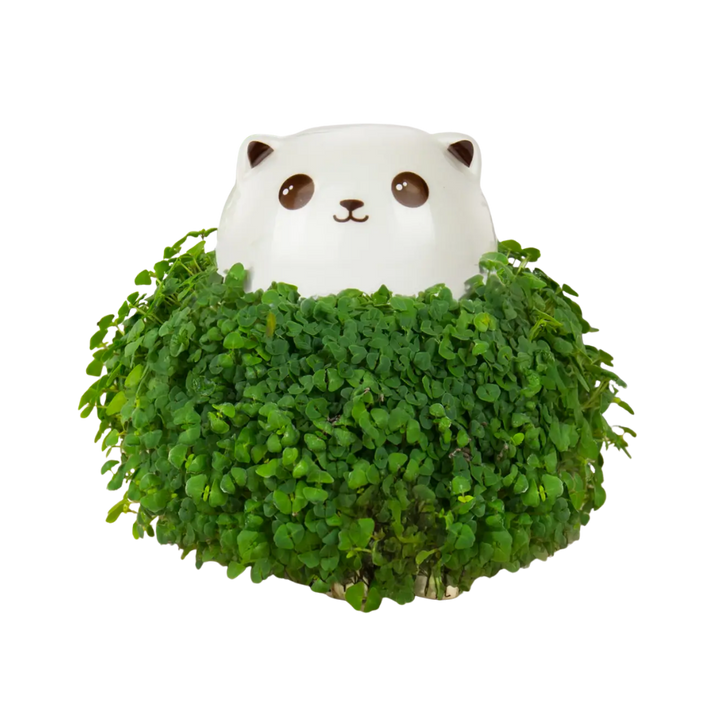 Cat Chia Planter
