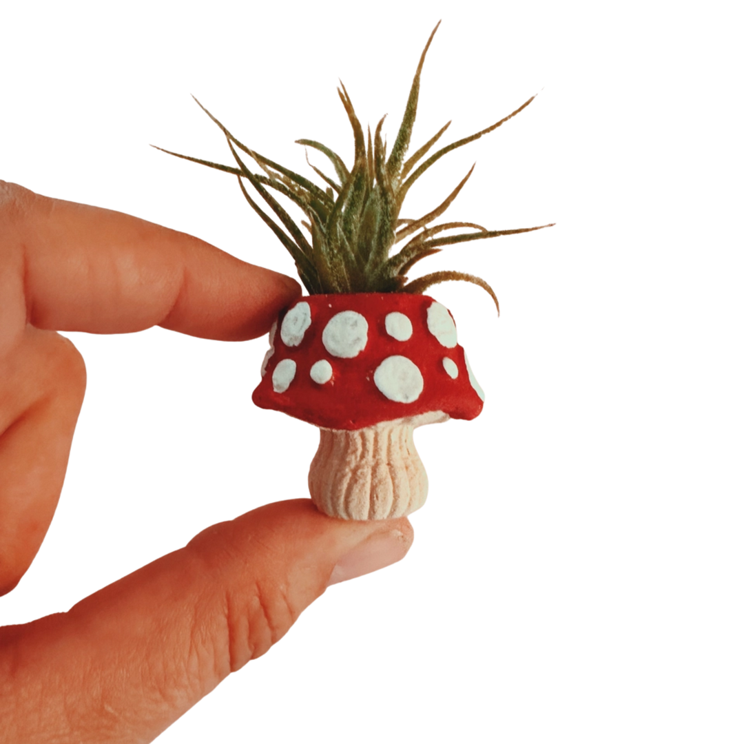 Mini Plant Pot with Air Plant