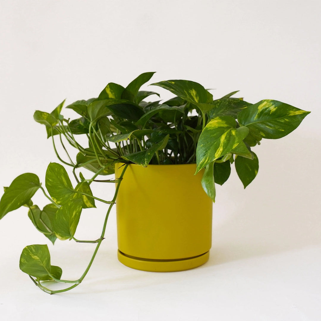 4.5" Gemstone Cylinder Pot with Water Tray