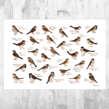 Sparrows of North America 13x19 Print