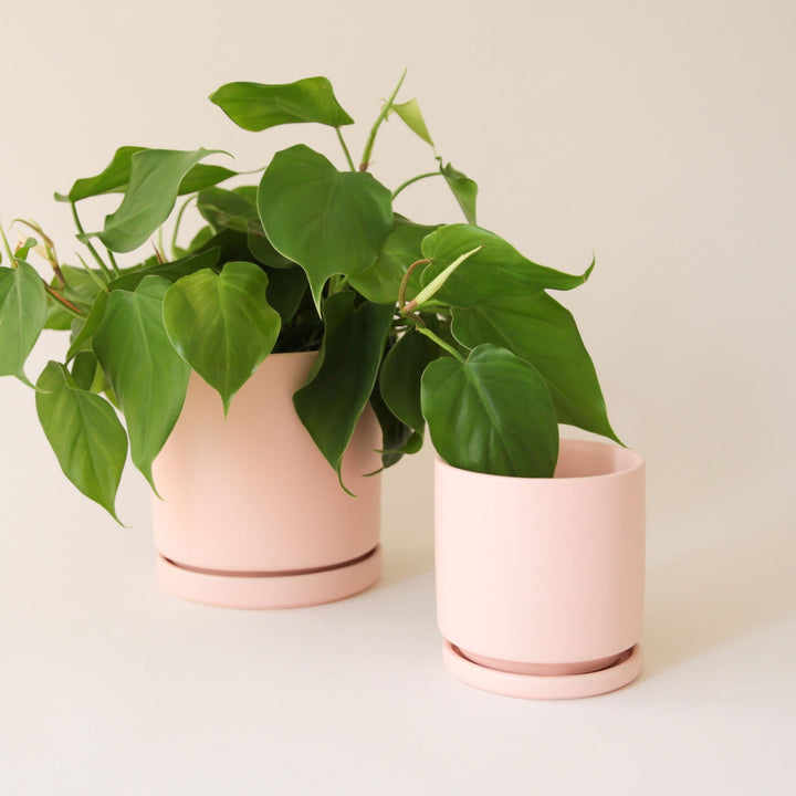 4.5" Gemstone Cylinder Pot with Water Tray