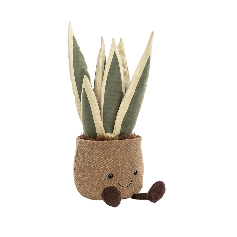 Amuseable Snake Plant
