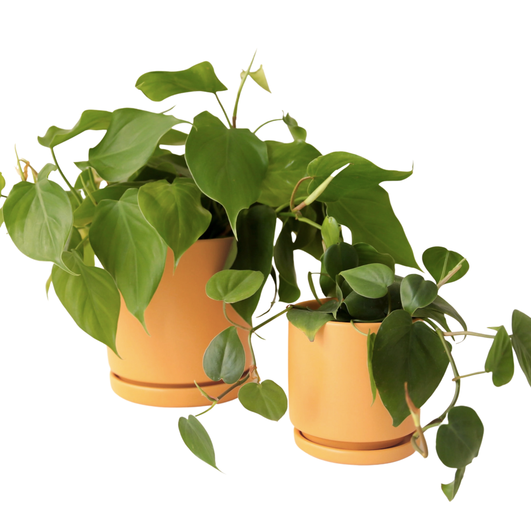 8.5" Gemstone Cylinder Pot with Water Tray - Sol