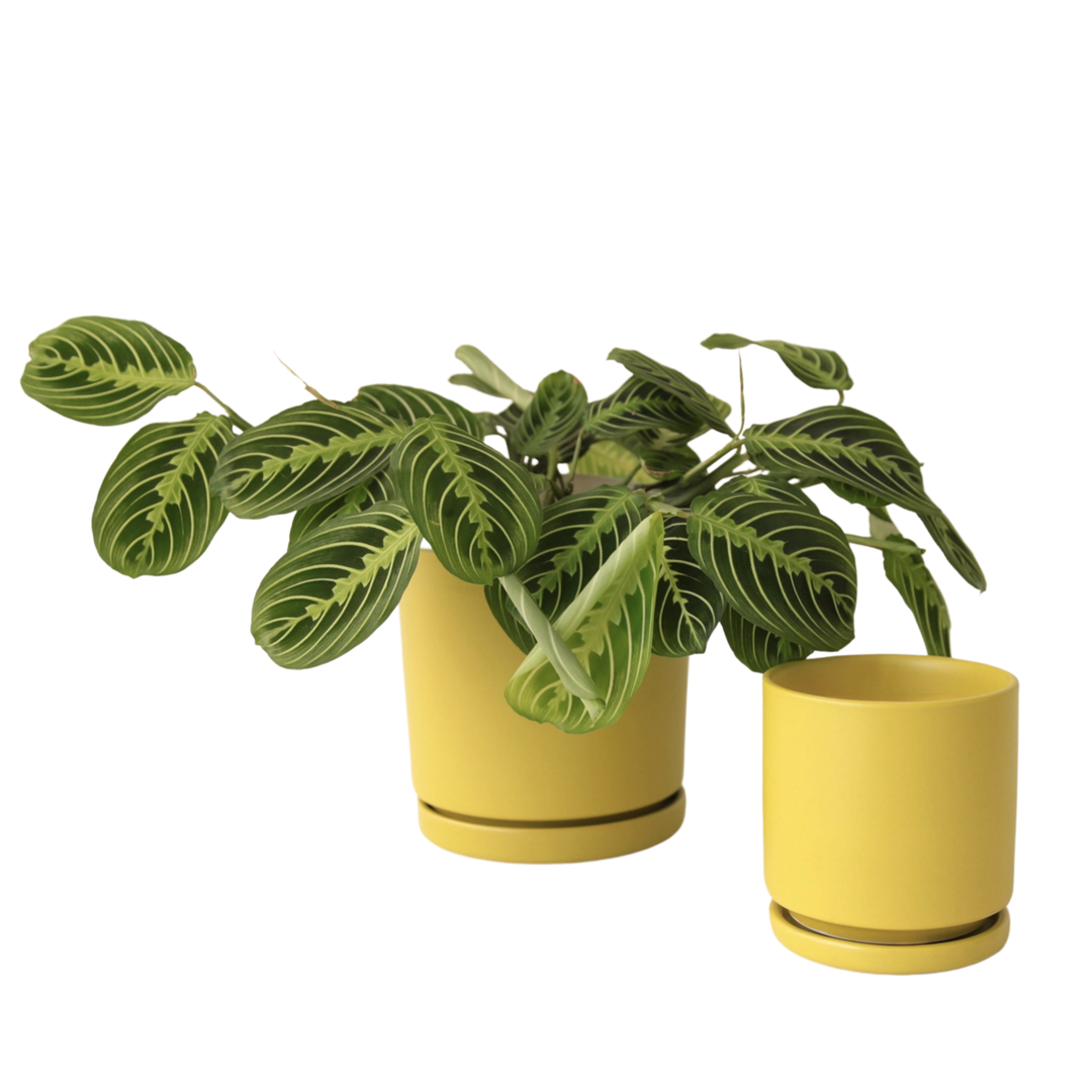 8.5" Gemstone Cylinder Pot with Water Tray - Palm