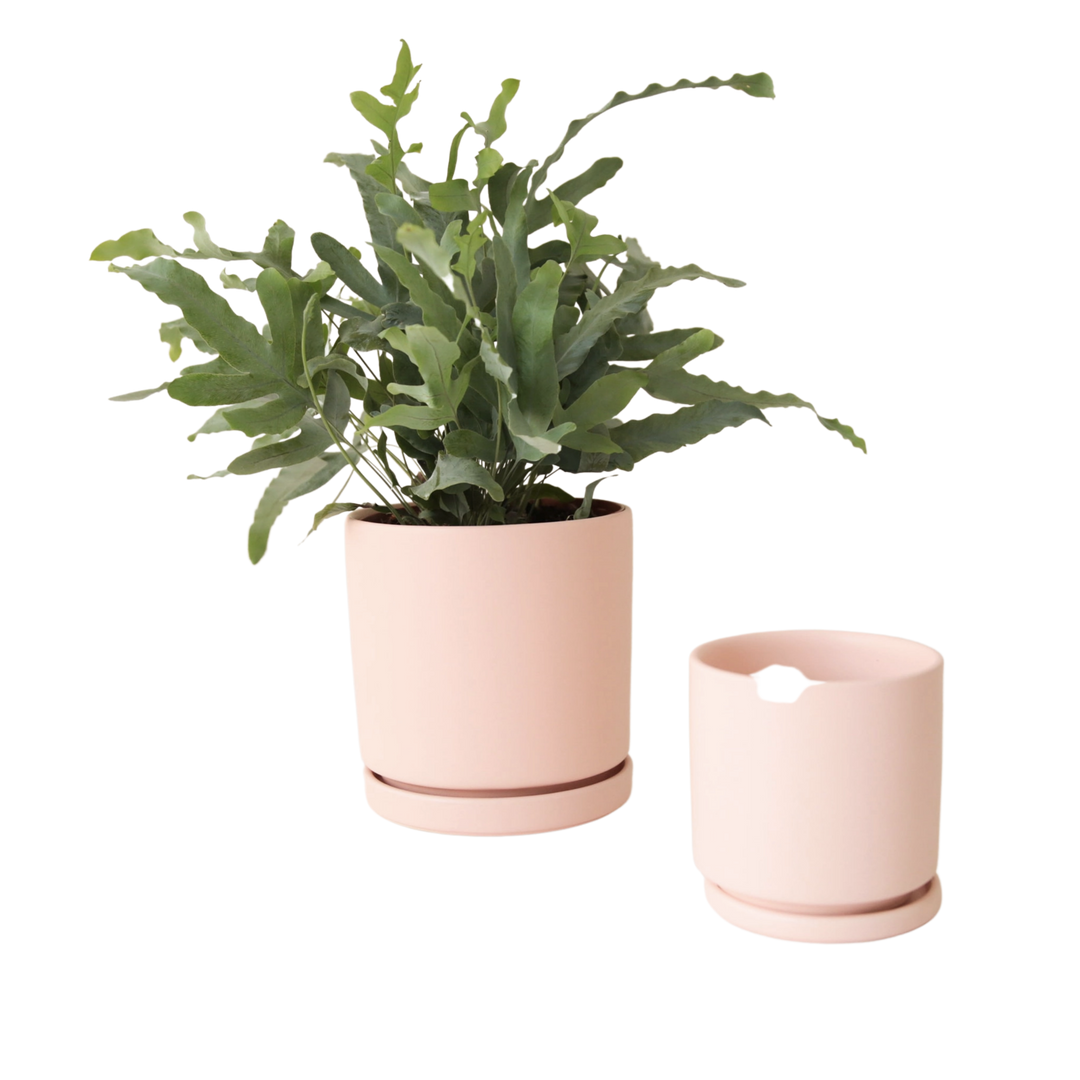6.5" Gemstone Cylinder Pot with Water Tray