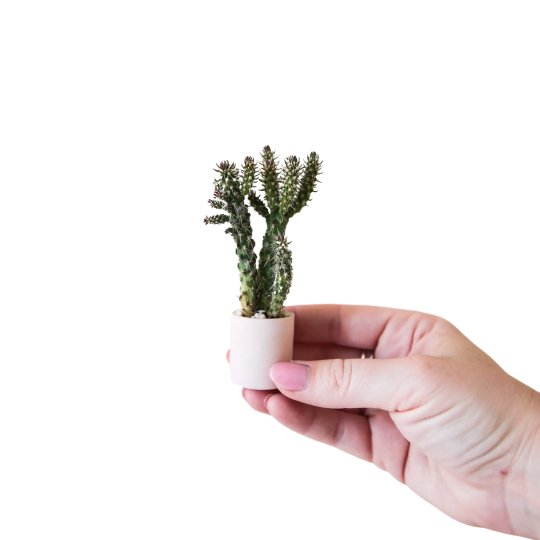 Tiny Pot