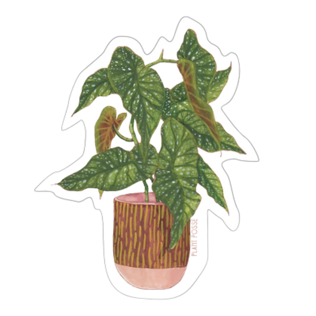 Begonia Sticker