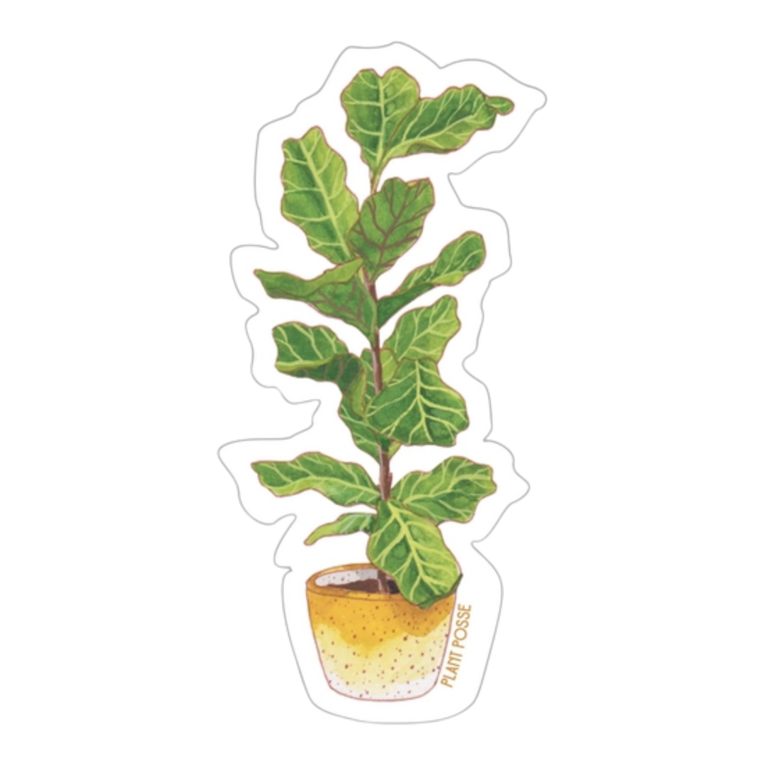 Fiddle Leaf Fig Sticker