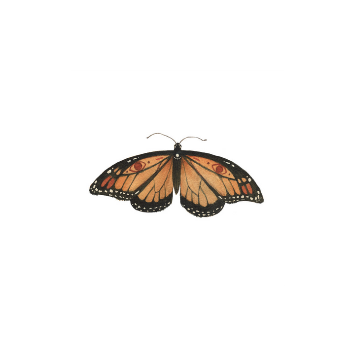 Monarch - Greeting Card