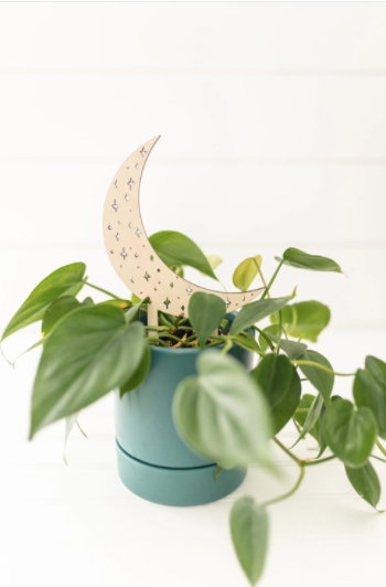 Moon and Stars Trellis