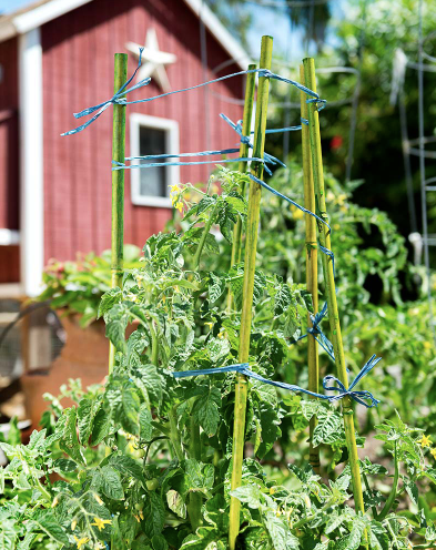 Bamboo Plant Stakes