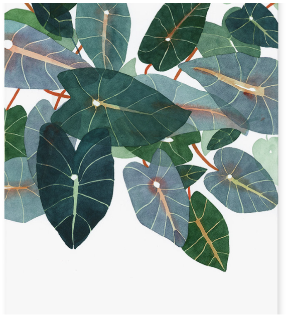 Caladiums Art Print - 11"x14"