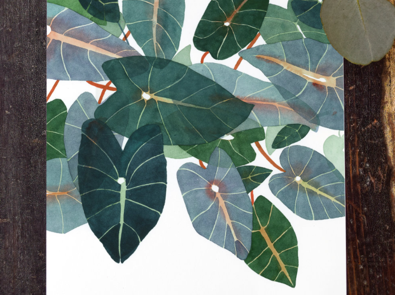 Caladiums Art Print - 11"x14"