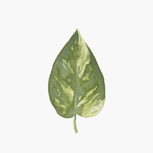 Golden Pothos Art Print