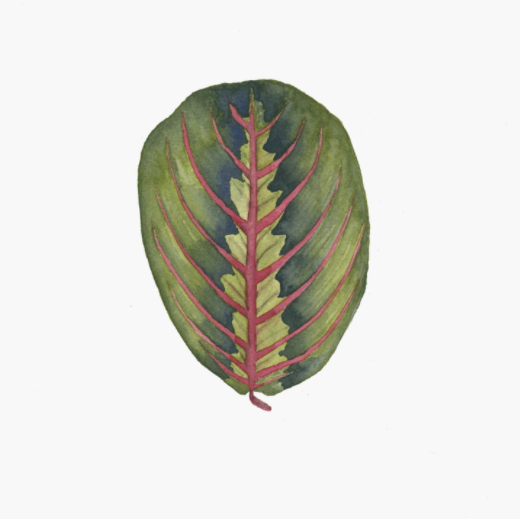 Red Prayer Plant Art Print