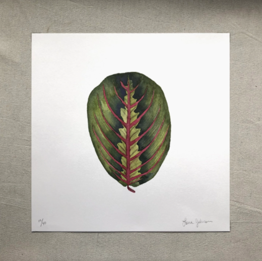 Red Prayer Plant Art Print