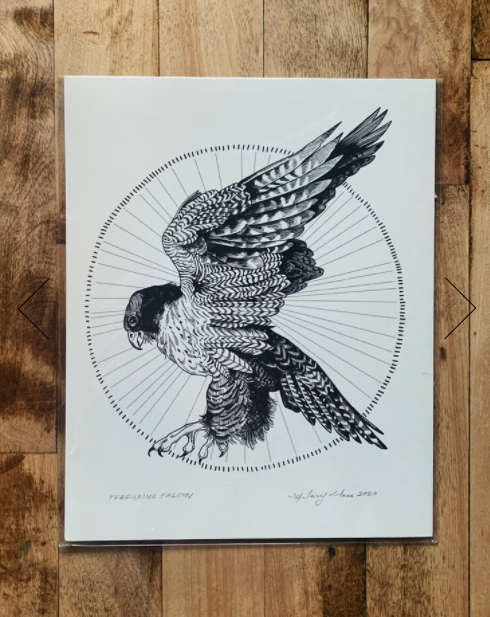 Peregrine Falcon Print 8x10