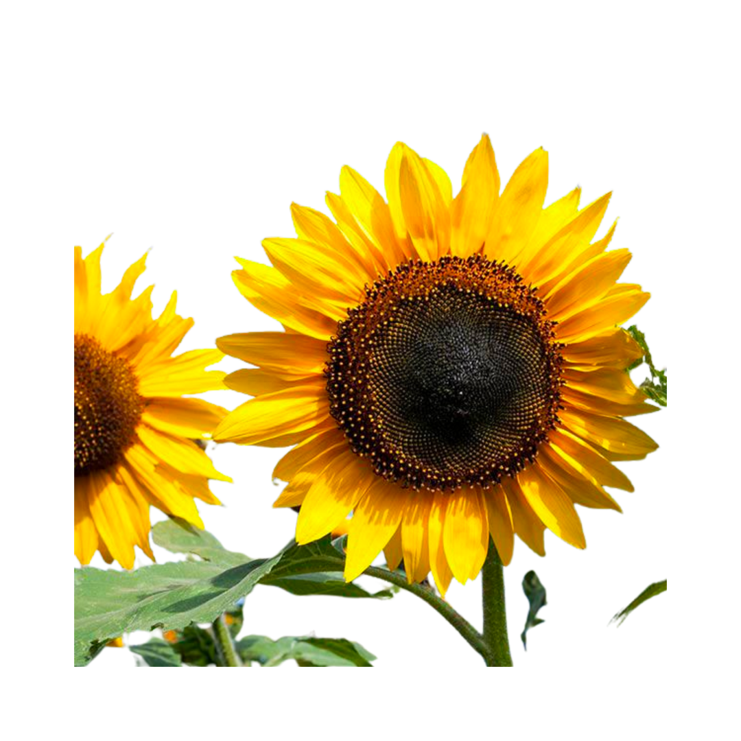 Hopi Black Dye Sunflower: 1/16 OZ