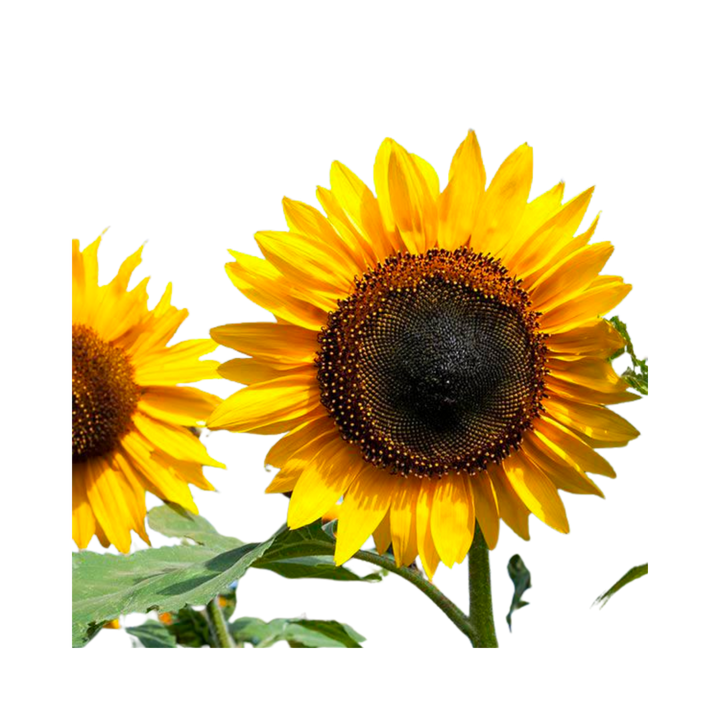 Hopi Black Dye Sunflower: 1/16 OZ