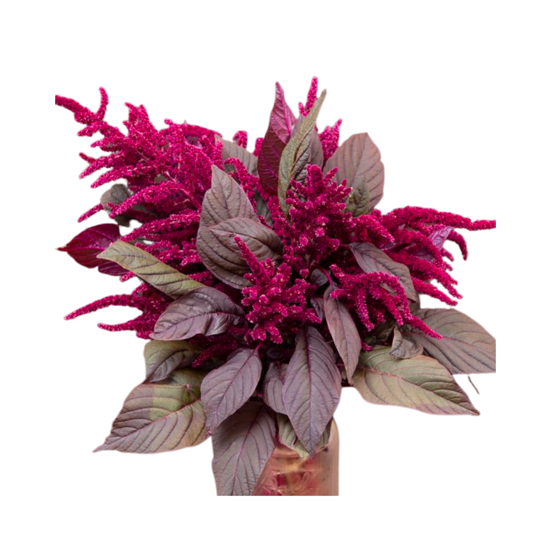 Garnet Red Amaranth Flowers: 1/8 OZ