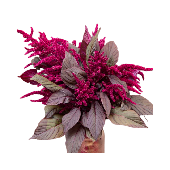 Garnet Red Amaranth Flowers: 1/8 OZ