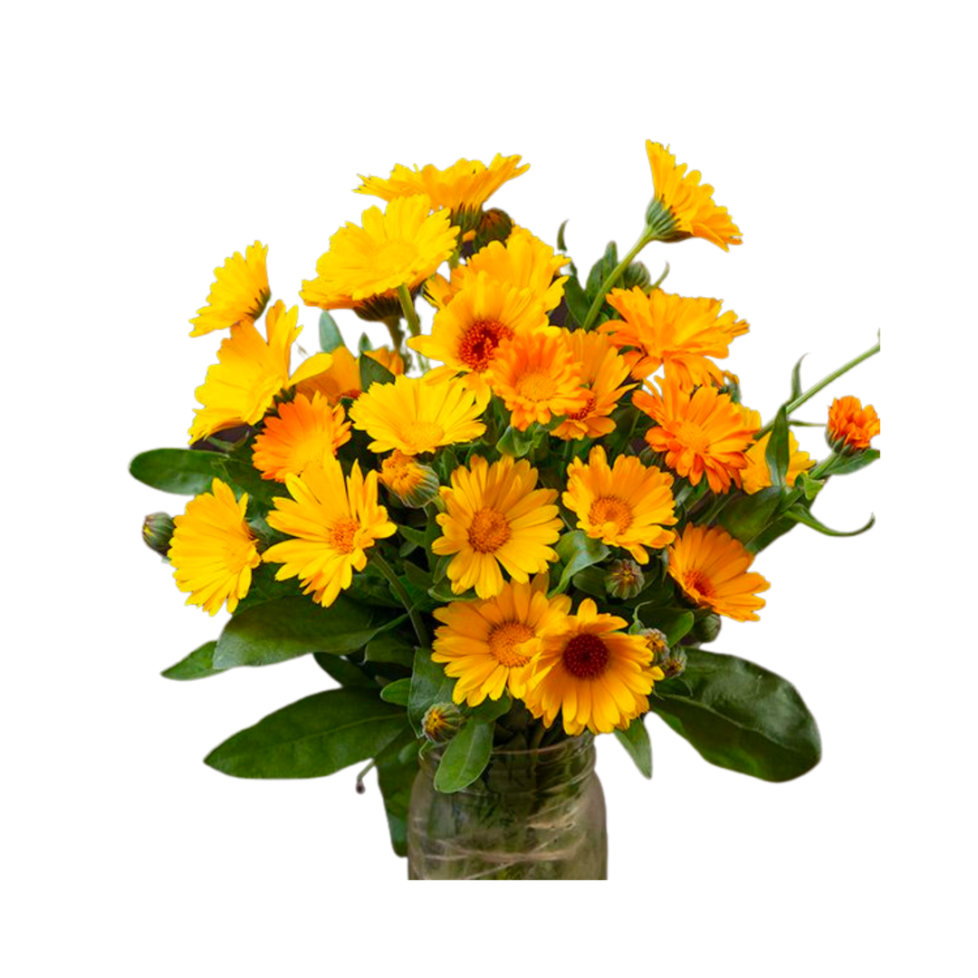 Resina Calendula: 1/32 OZ