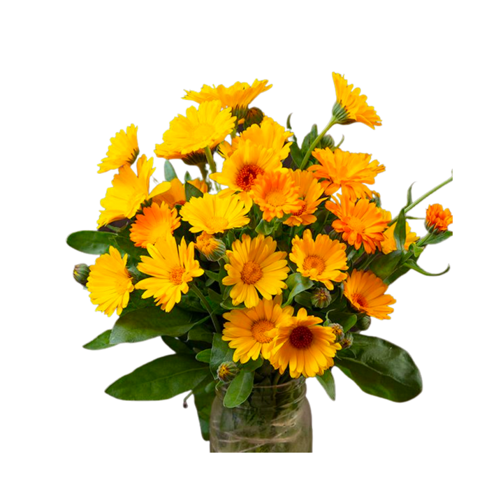 Resina Calendula: 1/32 OZ