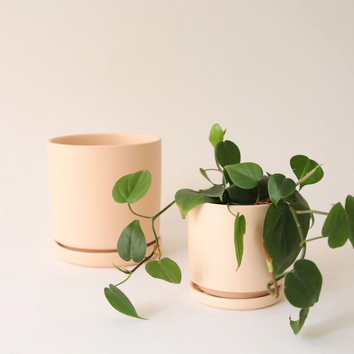 4.5" Gemstone Cylinder Pot with Water Tray