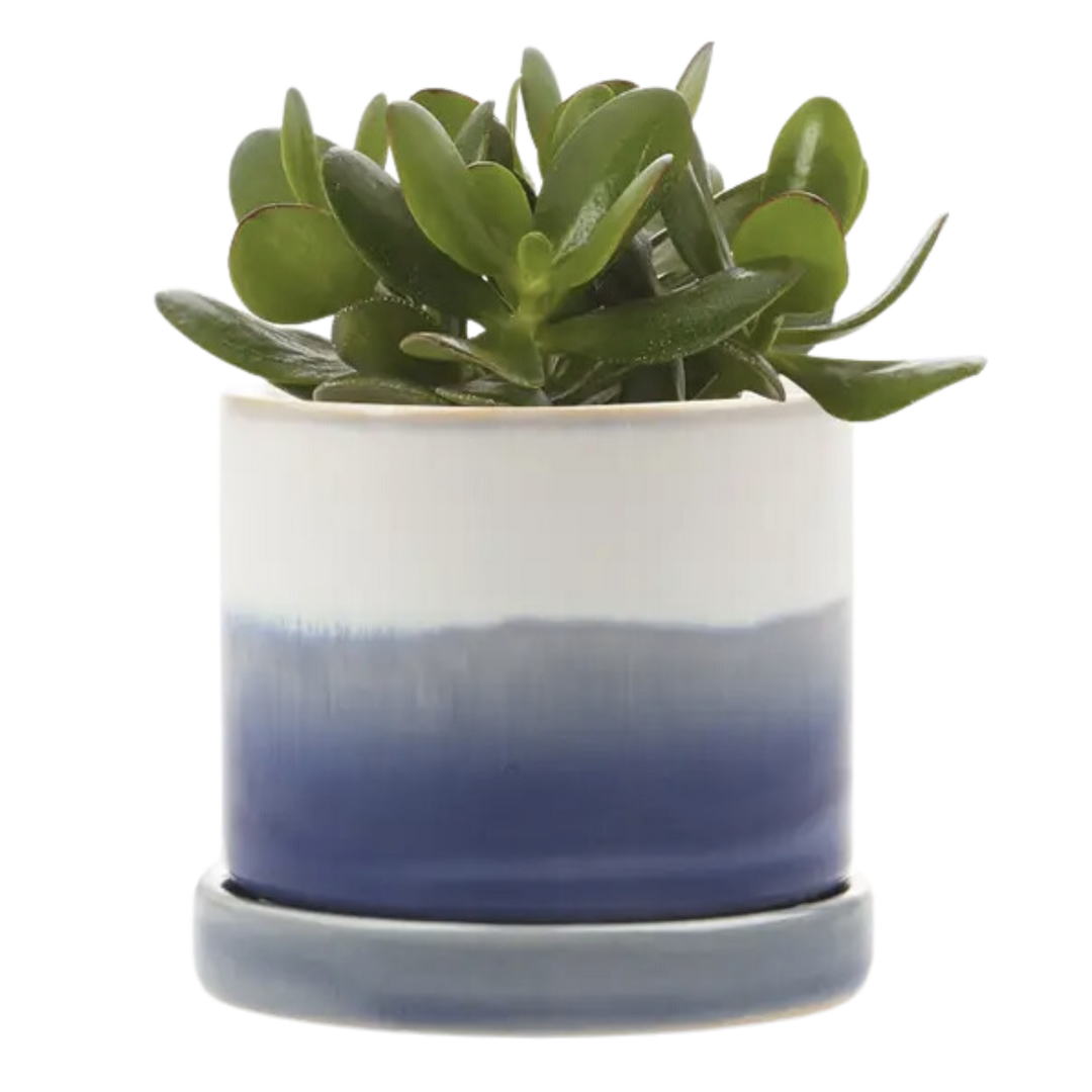 Minute Planter Pot & Saucer