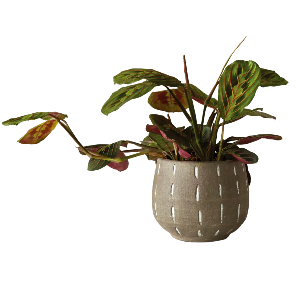 Terracotta Planter with Hand-Painted Lines